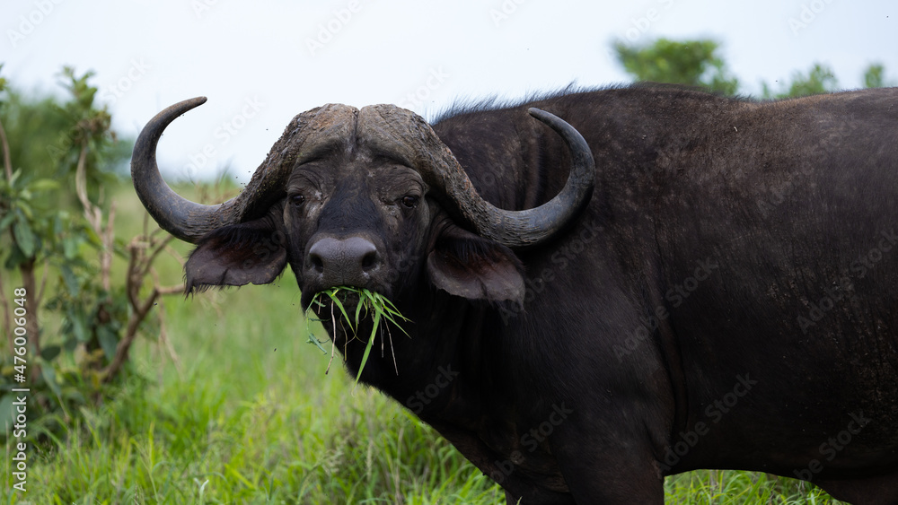 Big cape buffalo bull in the wild Big cape buffalo bull in the wild
