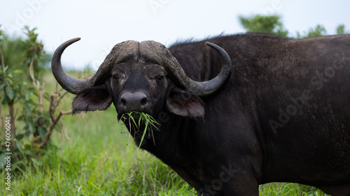 Big cape buffalo bull in the wild