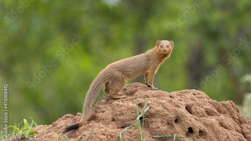 Slender mongoose on a termite mount photo
