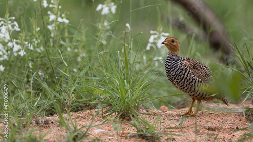 portrait of a coqui francolin photo