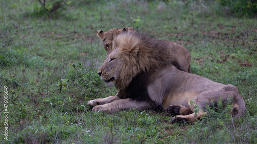 a mating pair of lions