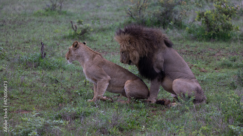 a pair of mating lions