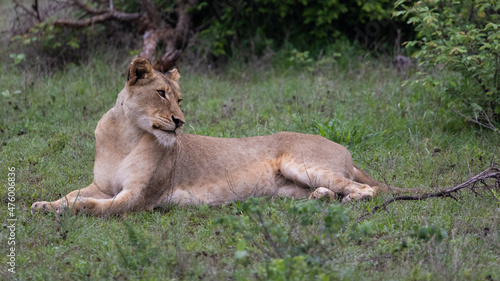 a young lioness in the wild