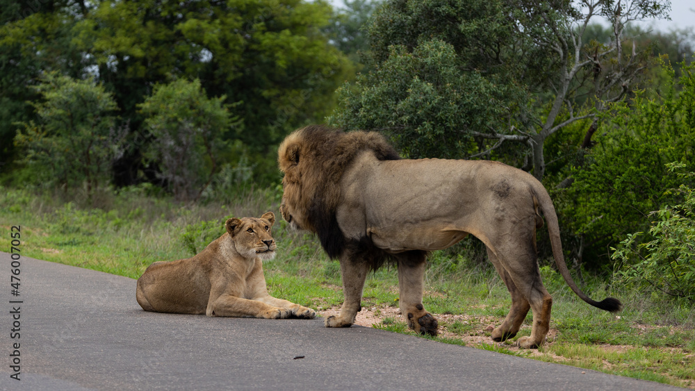 Fototapeta premium a mating pair of lions