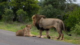 a mating pair of lions