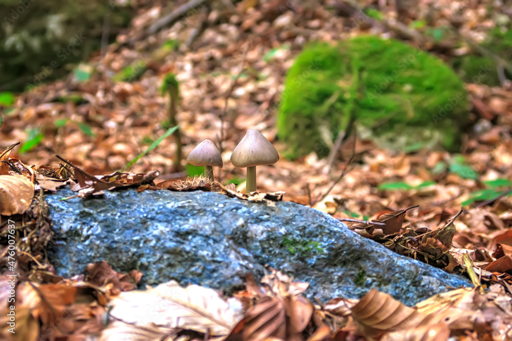 Two small mushrooms in the forest foliage. Blurred Background Two small mushrooms in the forest foliage. Blurred Background