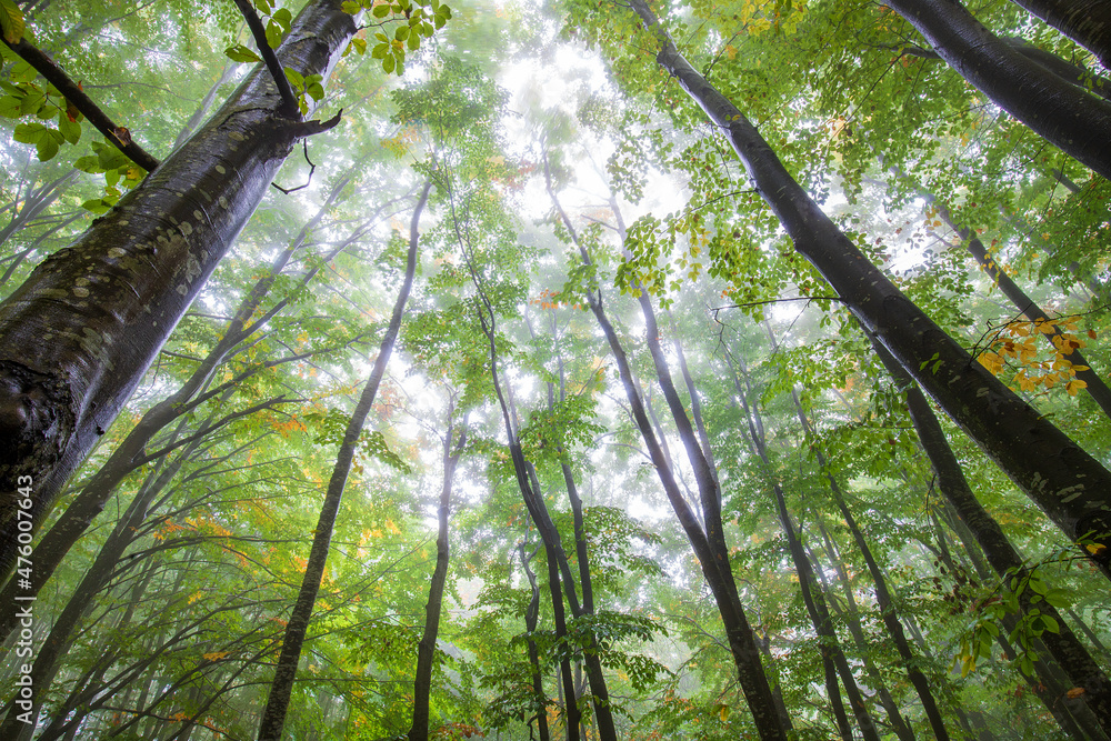 Obraz premium Tall trees in forest viewed from bottom to top