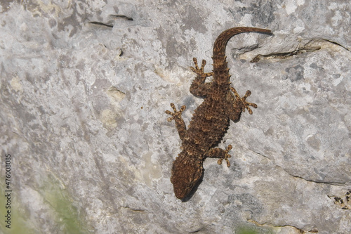 Geco comune (Tarentola mauritanica) sulla roccia calcarea in termoregolazione