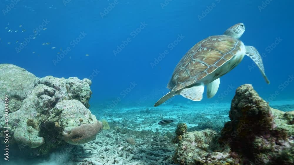 Seascape with Green Sea Turtle in the coral reef of Caribbean Sea, Curacao Seascape with Green Sea Turtle in the coral reef of Caribbean Sea, Curacao