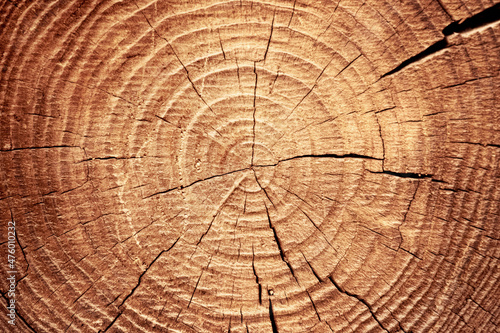 Photography Old wooden cut surface with cracks and annual rings