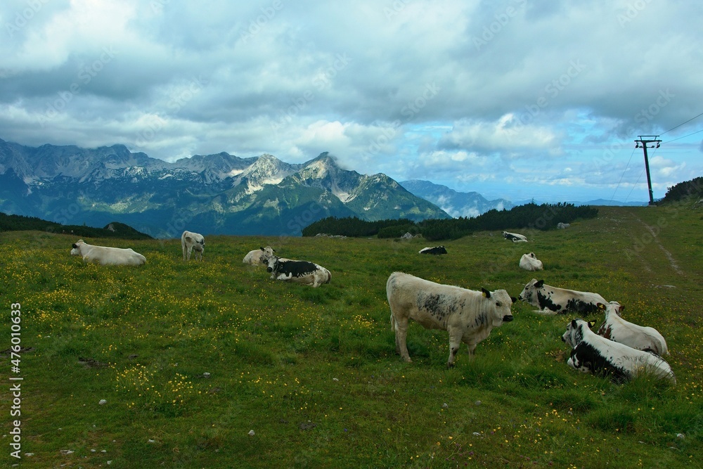 Austrian Alps - view of cows grazing on the Schafkögel mountain near Hinterstoder