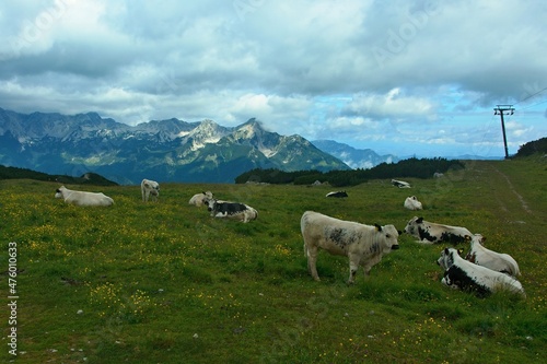 Austrian Alps - view of cows grazing on the Schafkögel mountain near Hinterstoder