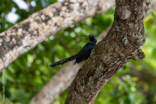 Bird of Costa Rica