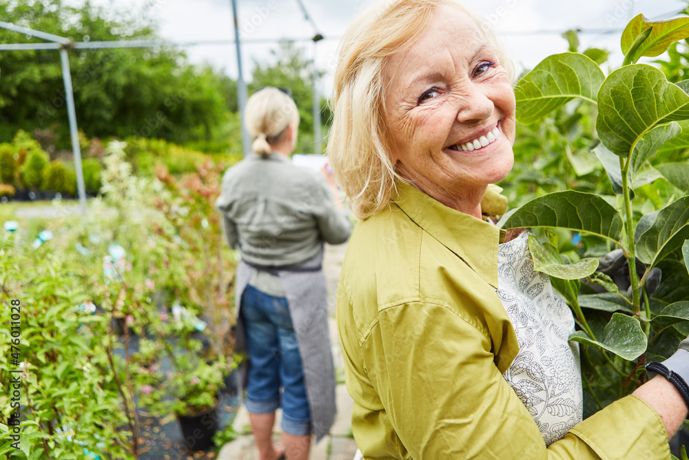 Glückliche Seniorin als Gärtnerin in der Plantage Stock Photo Adobe Stock