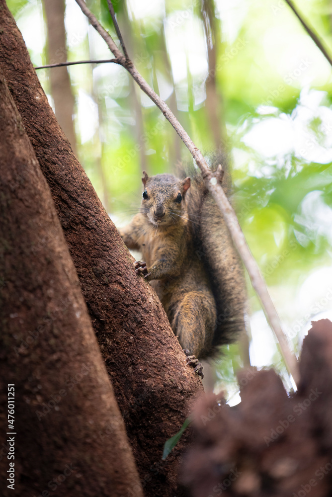 Fototapeta premium Squirrel on tree