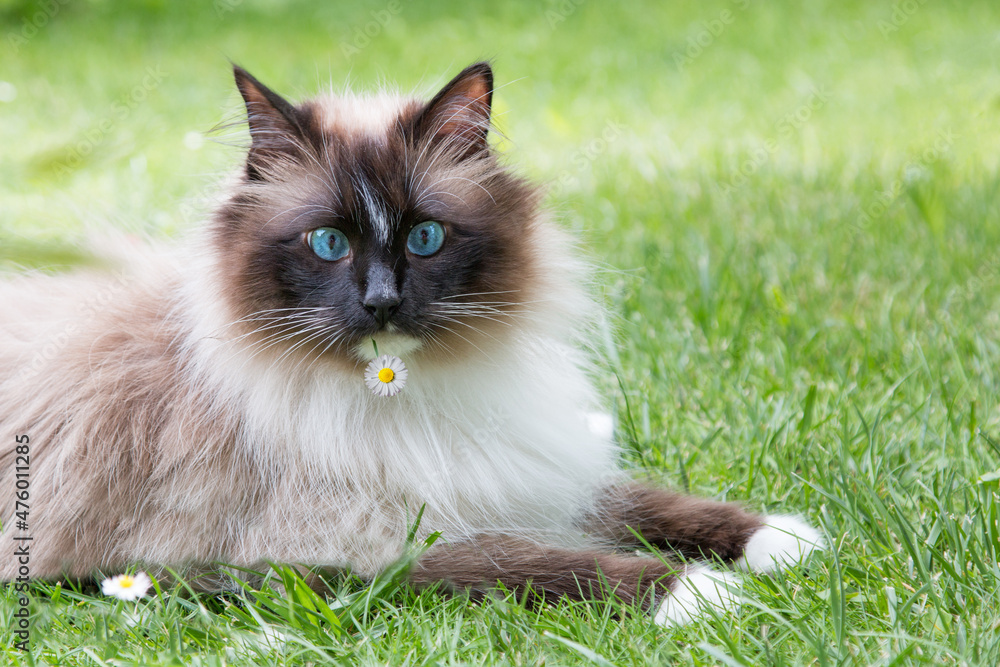 Siberian pedigree cat with blue eyes, relaxing on the grass in the garden, with daisy flower Siberian pedigree cat with blue eyes, relaxing on the grass in the garden, with daisy flower