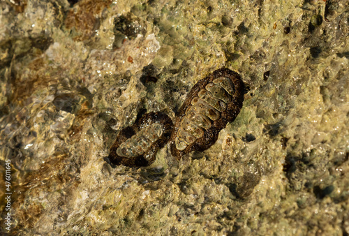 Selective focus on acanthopleura granulata in coastline rocks on the Red Sea coast. West Indian fuzzy chiton