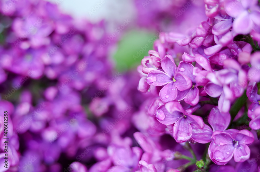 Lilacs in close-up. Purple flowers. Water droplets on the flower. Lilacs in close-up. Purple flowers. Water droplets on the flower.