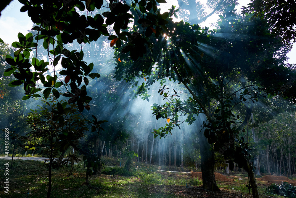 Obraz premium sun shining through trees