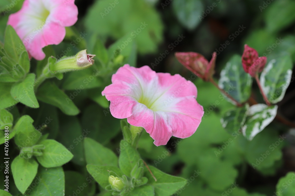 Obraz premium 春の庭に咲くピンク色のペチュニアの花