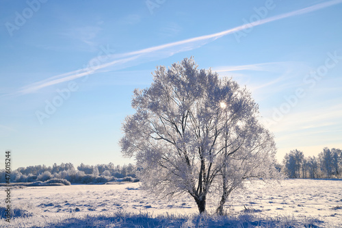 Beautiful winter landscape. A tree covered with white frost in a snowy field, close up. Sunny frosty day. Nature background 