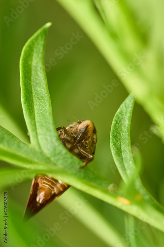 Details of a brown Foam Cicada on green leaves.