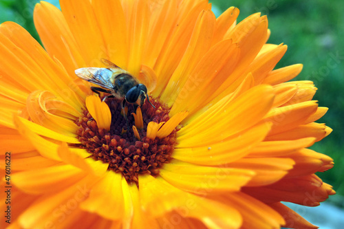 A close-up of a bee pollinating an orange pot marigold flower, blurred green leaves in the background 