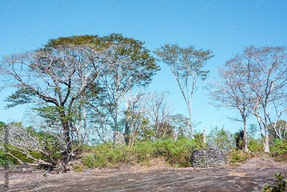 See sight in Laos with forest dry trees