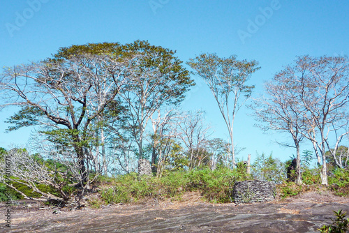 See sight in Laos with forest dry trees