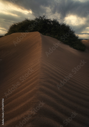 Desert dunes at sunset in summer