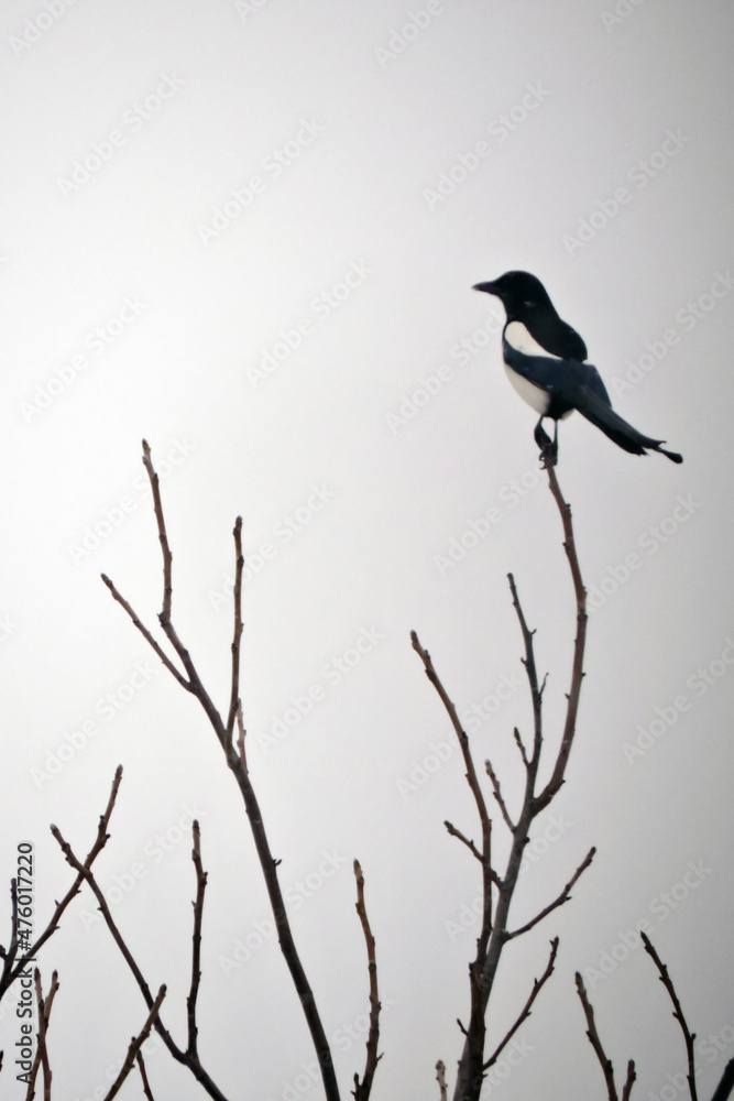 A black and white magpie sitting on a leafless branch at the top of a tree, white background A black and white magpie sitting on a leafless branch at the top of a tree, white background