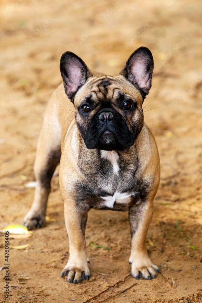 Portrait of a funny French bulldog puppy.
Portrait of a funny French bulldog puppy.