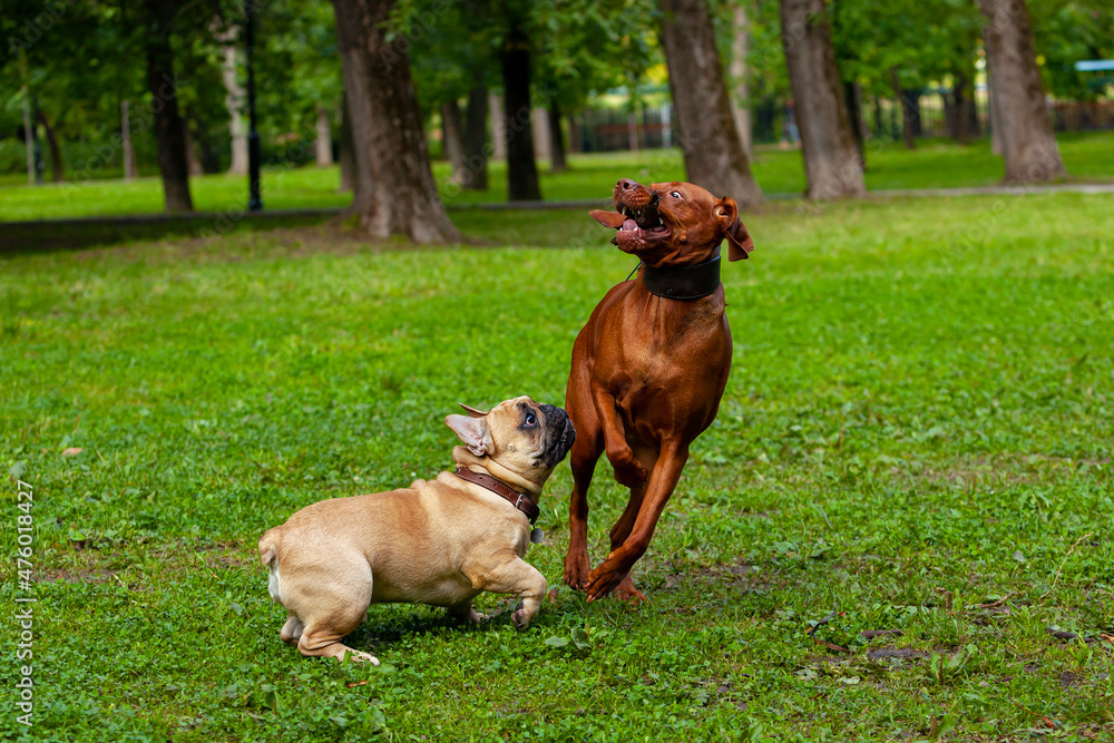 French bulldog and Hungarian Vizsla play in a clearing.
