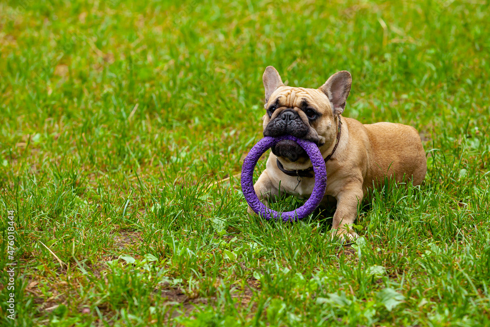 French bulldog playing on the grass.

