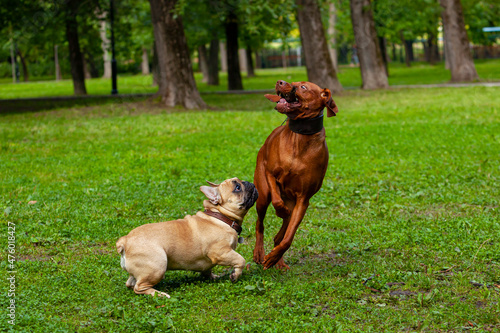 French bulldog and Hungarian Vizsla play in a clearing. 