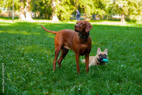 French bulldog and Hungarian Vizsla play in a clearing. 