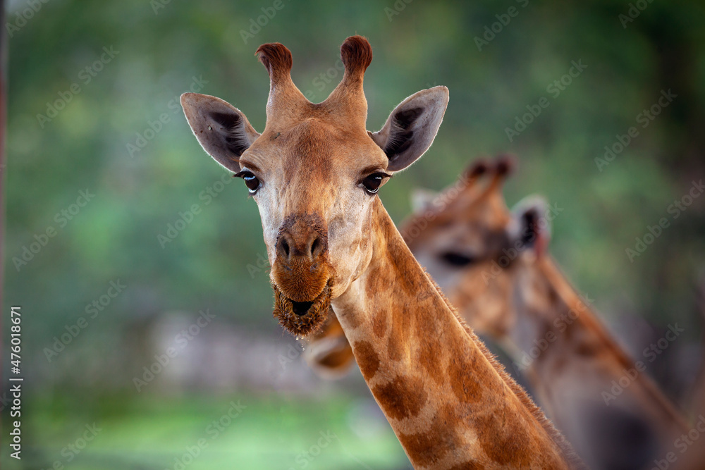 Fototapeta premium Giraffe is the tallest animal on the planet. 