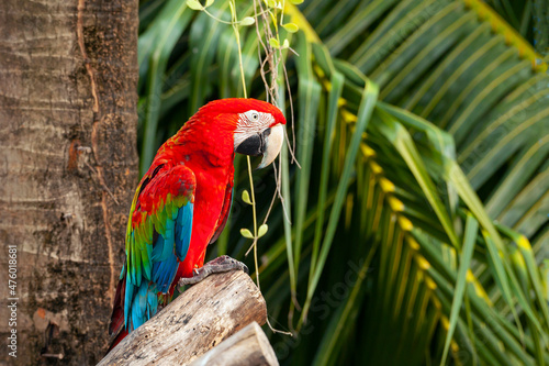 The red-and-green macaw (Ara chloropterus), also known as the green-winged macaw.