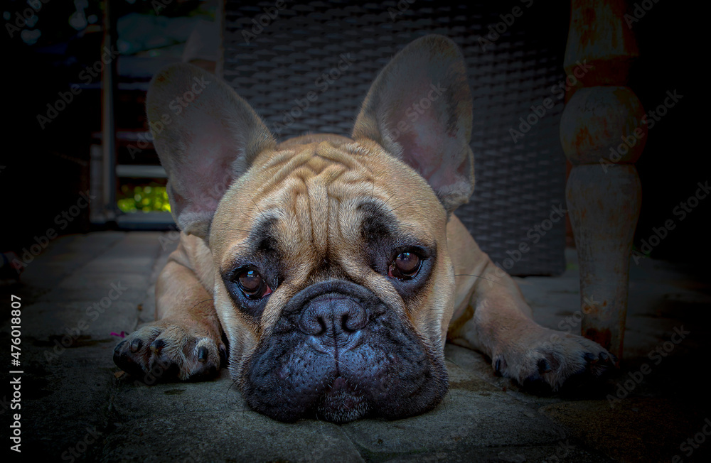 Portrait of a funny French bulldog puppy..
