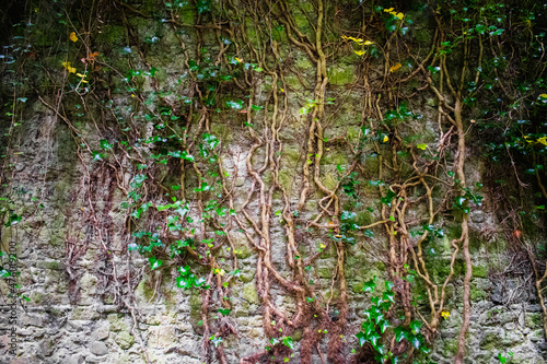 Ancient stone wall with roots and hanging vines