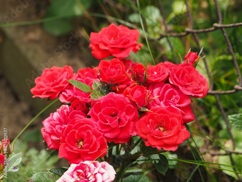 Selective focus shot of growingred floribunda roses photo