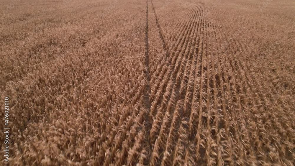 Flying over dry corn field, top view, Ukraine, Europe. Aerial view of cornfield of autumn in sunny day. Dried feed corn growing, farming business Flying over dry corn field, top view, Ukraine, Europe. Aerial view of cornfield of autumn in sunny day. Dried feed corn growing, farming business