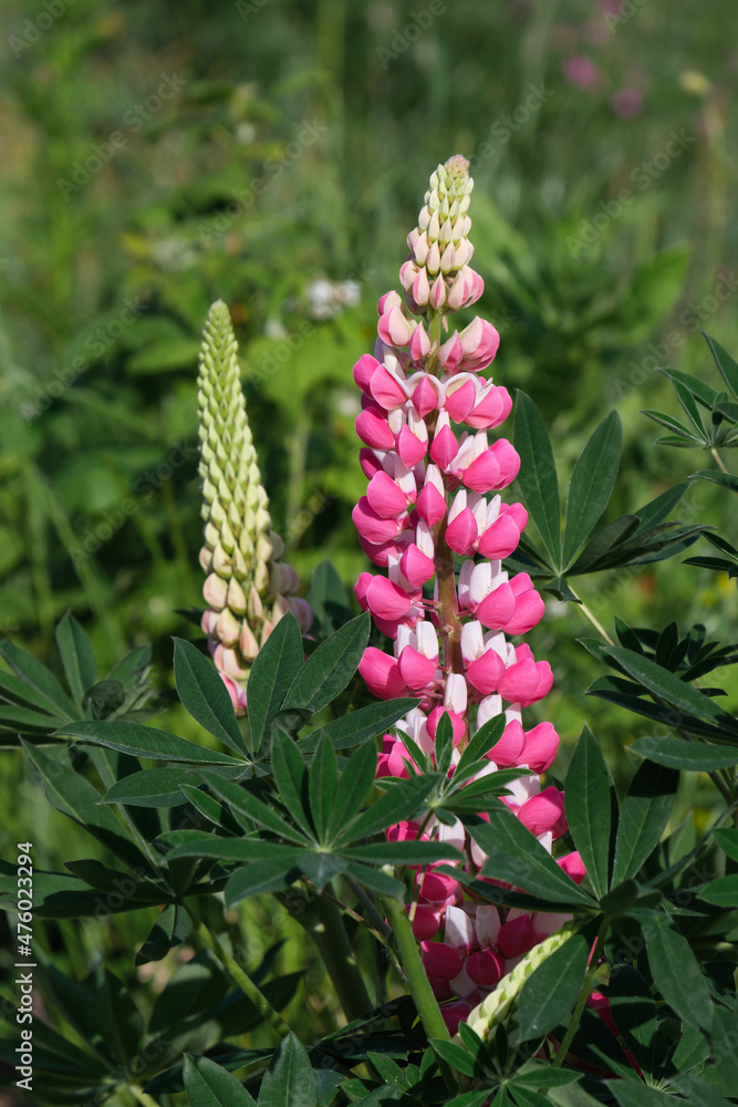 Die dekorative Gartenblume Lupine (Lat.: Lupinus) - eine Blume ist erblüht, die andere hat noch Knospen Die dekorative Gartenblume Lupine (Lat.: Lupinus) - eine Blume ist erblüht, die andere hat noch Knospen