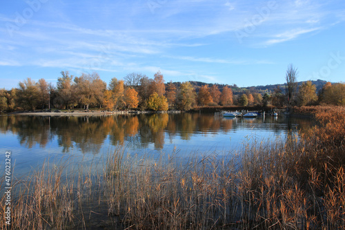 Golden trees in Auslikon, Zurich.