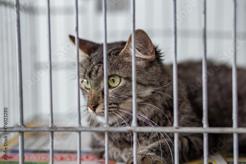 Um lindo gato tigrado dentro de uma gaiola em uma feira de adoção de animais resgatados da rua.