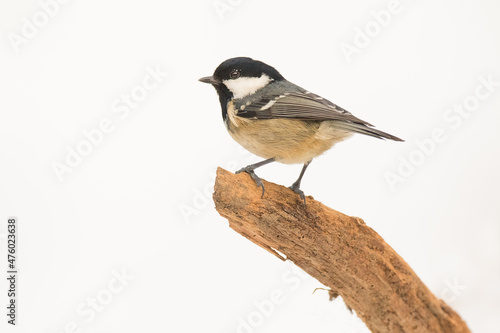 Coal tit or cole tit (Periparus ater), single bird on branch in snowy woodland, Winter. Slovenia, Europe