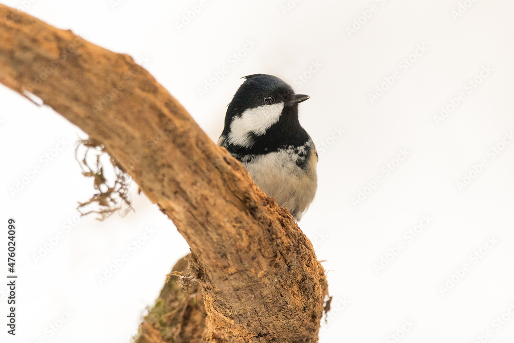 Obraz premium Coal tit or cole tit (Periparus ater), single bird on branch in snowy woodland, Winter. Slovenia, Europe