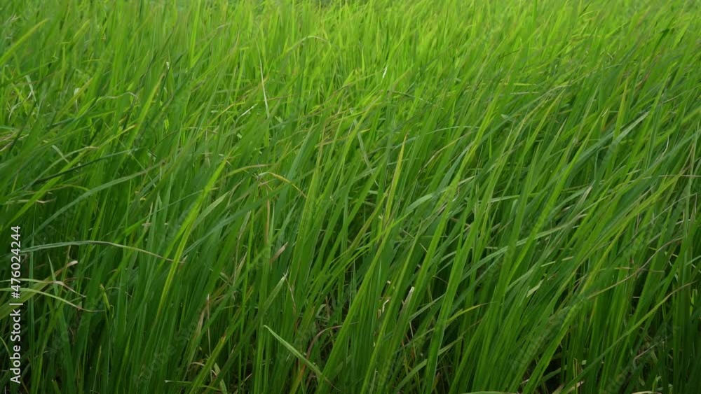 Closeup of blowing green rice in the field. Green rice leaves are blowing in the windy daytime Closeup of blowing green rice in the field. Green rice leaves are blowing in the windy daytime
