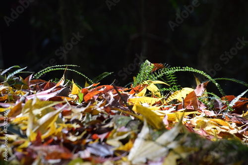 Fototapeta Naklejka Na Ścianę i Meble -  three color maple leaves