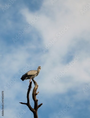 white stork bird perch on dead tree branch